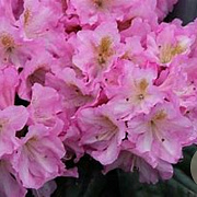 Rhododendron 'Scintillation' 20-25 cm 3,0L