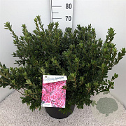 Rhododendron (AJ) 'Silvester' 50-60 cm 20L