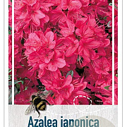 Rhododendron (AJ) 'Vuyk's Scarlet' 40-50 cm 10L