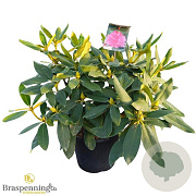 Rhododendron Walküre 60-70 cm 20L