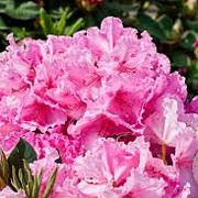 Rhododendron Walküre 80-100 cm cont. 80L