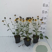Rudbeckia f. 'Little Goldstar' GM P9