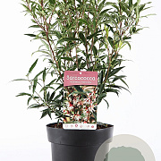 Sarcococca h. 'Purple Stem' 40-50 cm 5,0L