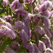 Sanguisorba ten. 'Pink Elephant' GM P9