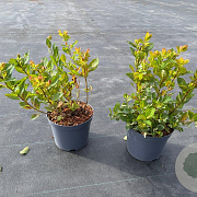 Spiraea betulifolia Pink Sparkler 30-40 cm 3,0L