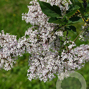 Syringa (V) 'Kim' 30-40 cm 3,0L