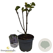 Syringa v. 'Katherine Havemeyer' 30-40 cm 3,0L