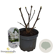 Syringa v. 'Rochester' 30-40 cm 3,0L