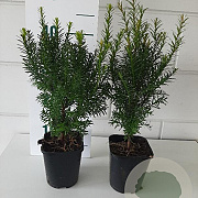 Taxus baccata 30-40 cm P11