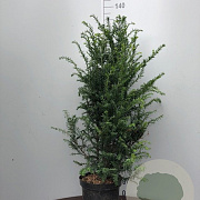 Taxus baccata 80-100 cm 7,5L