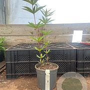 Veronicastrum virg. 'Fascination' GM 2,0L