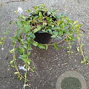 Vinca minor GM 1.5