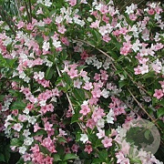 Weigela 'Courtalor' 30-40 cm 3,0L