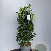 Ilex meserv. Heckenfee 40-50 cm 5,0L