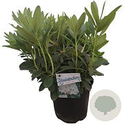 Rhododendron 'Cunningham's White' 50-60 cm 10L