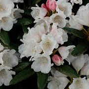 Rhododendron (Y) 'Edelweiss' 40-50 cm 20L
