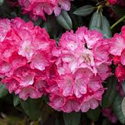 Rhododendron (Y) 'Fantastica' 50-60 cm 40L