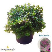 Rhododendron (AJ) Geisha Purple 40-50 cm 10L