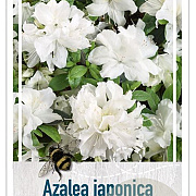 Rhododendron (AJ) 'Pleasant White' 40-50 cm 10L