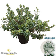 Rhododendron 'Windsor Lad' 40-50 cm 10L