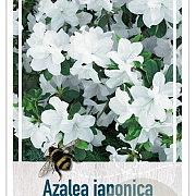 Rhododendron 'Windsor Lad' 50-60 cm 20L