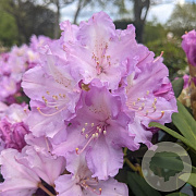 Rhododendron yakushimanum Caroline Allbrook' 40-50 cm 20L