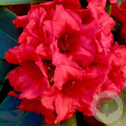 Rhododendron yakushimanum 'Dopey' 40-50 cm 20L