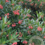 Arbutus unedo 'Minlily' 40-50 cm 3,0L