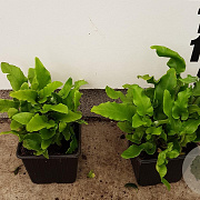 Asplenium scolopendrium GM P9