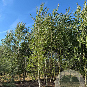Betula pubescens 550-600 cm draadkluit meerstammig 400-500 diameter