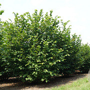 Corylus avellana 300-350 cm draadkluit struik