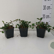 Cotoneaster dammeri GM P9