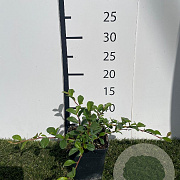 Cotoneaster dammeri GM P9