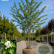 Crataegus laev. 'Plena' 350-400 cm draadkluit meerstammig op aanvraag