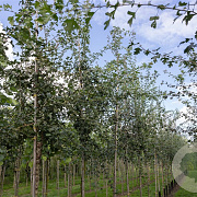 Crataegus monogyna 400-450 cm draadkluit meerstammig 200-250 diameter