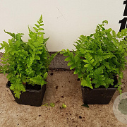 Dryopteris filix-mas GM P9