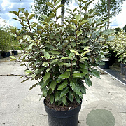 Elaeagnus ebbingei 60-80 cm 10L