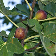 Ficus car. 'Gustissimo Perretta' GM 1.5