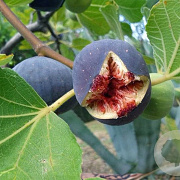 Ficus car. 'Sultane' 30-40 cm P15