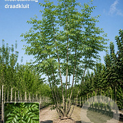 Fraxinus ornus 200-250 cm draadkluit meerstammig 160-180 cm diameter