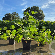 Geranium macr. 'Bevan's Variety' GM P9