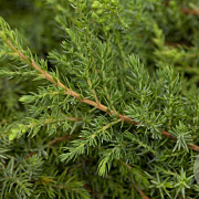 Juniperus communis 60-80 cm 5,0L