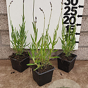 Lavandula ang. 'Dwarf Blue' GM P9