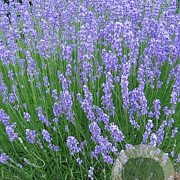Lavandula int. 'Grosso' GM P9