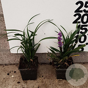 Liriope muscari 'Moneymaker' GM P9