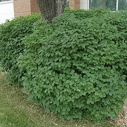 Lonicera xylosteoides 250-300 cm draadkluit struik 175-200 diameter