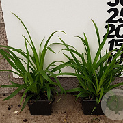 Luzula sylvatica GM P9