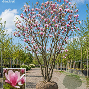 Magnolia soul. 'Lombardy Rose' 150-175 cm draadkluit meerstammig 80-100 breed