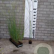 Miscanthus sin. 'Kleine Silbersp.' GM P9