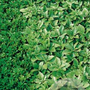 Pachysandra term. 'Green Sheen' GM P9